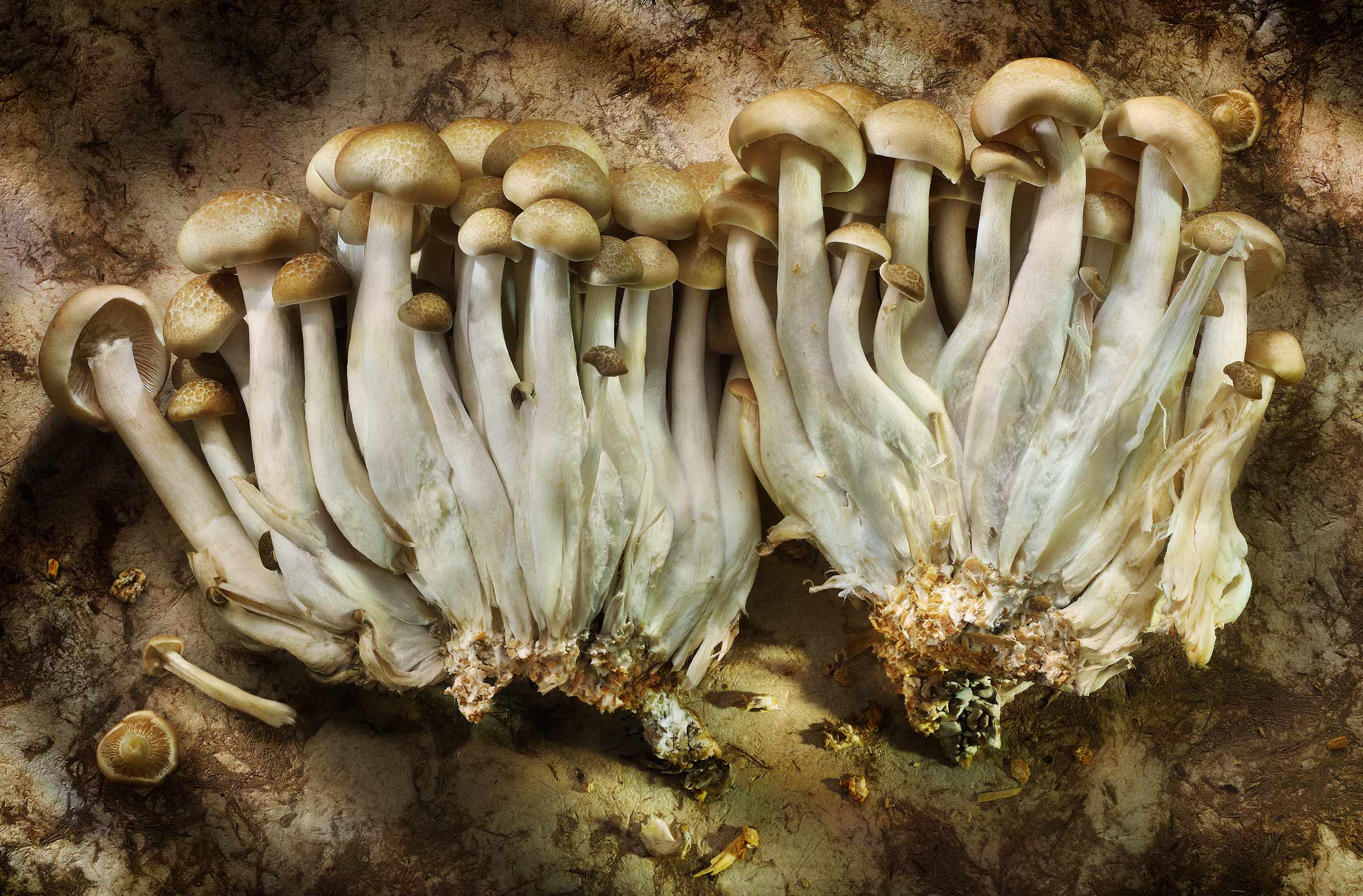Glasshouse Assignment - David Bishop - Elements Series - Beech Mushroom