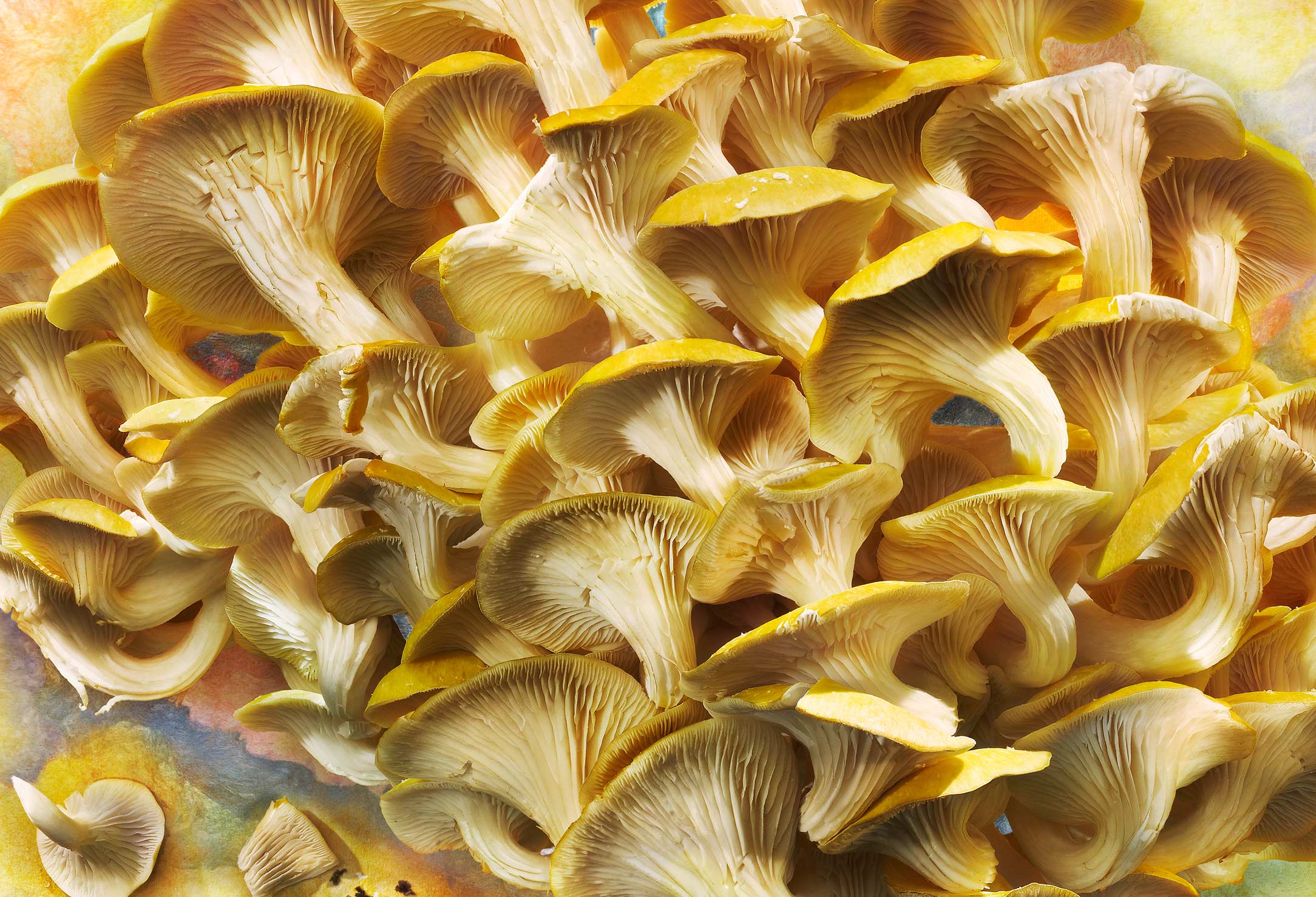 Golden-Elm-Mushrooms