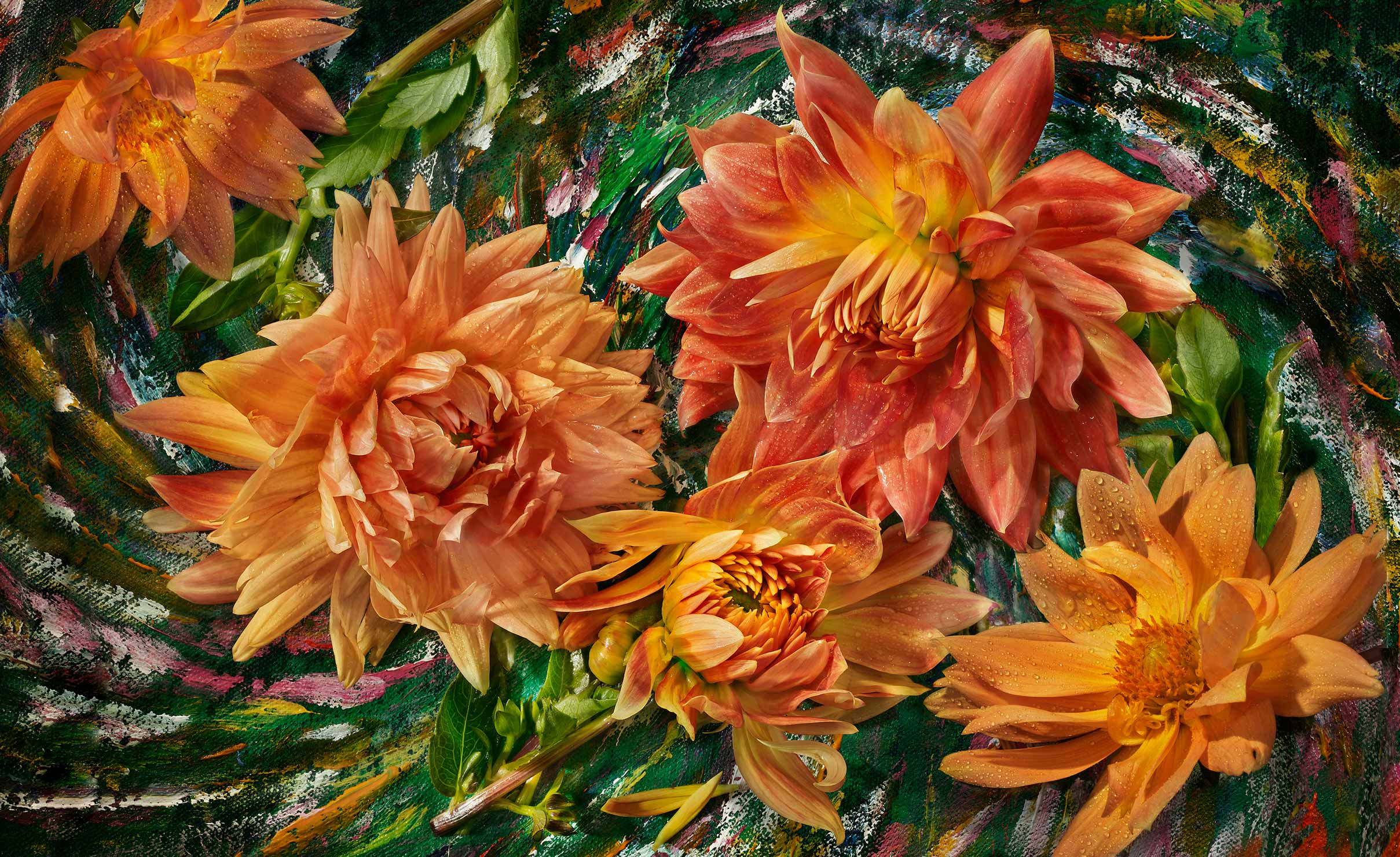 Orange-Dahlias
