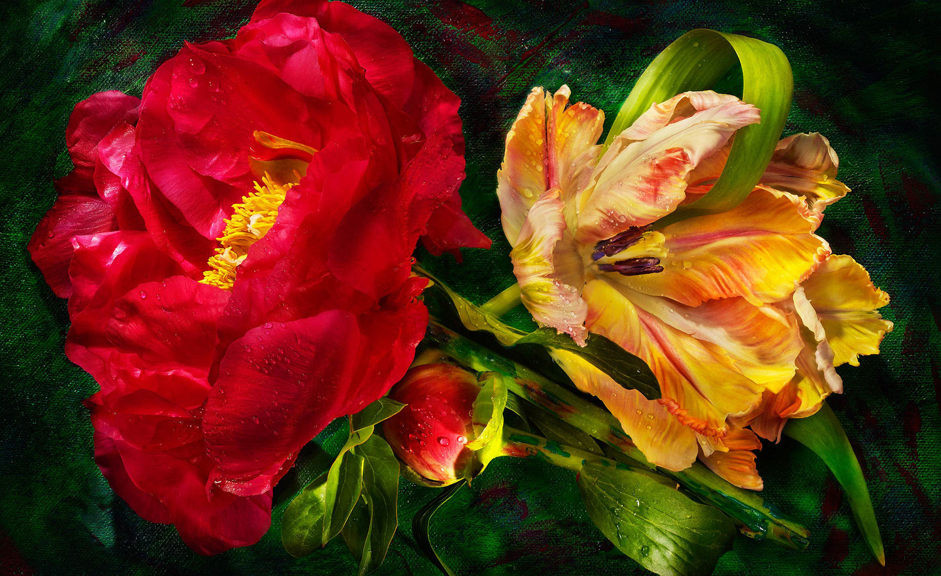 Parrot-and-Peony-3_APF