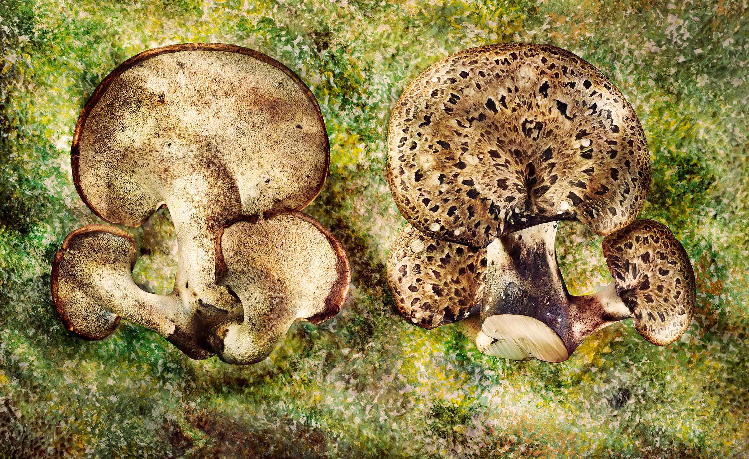 Glasshouse Assignment - David Bishop - Elements Series - Pheasants Back Mushroom