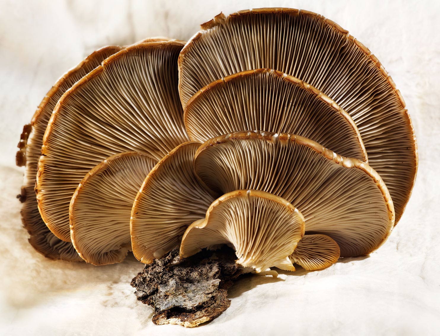 Glasshouse Assignment - David Bishop - Food Photography - Mushroom