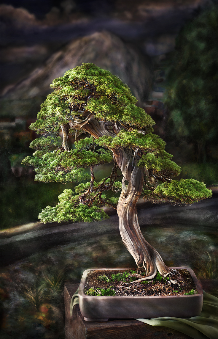 shimpaken_Juniper_Itoigawa_300__FINAL_GH2